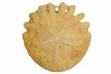 1.5" Fossil Sand Dollars (Heliophora) - Morocco - Photo 3